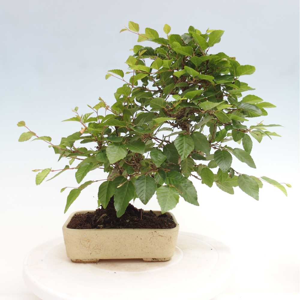 Vonkajší bonsai -Carpinus CARPINOIDES - Hrab kórejský