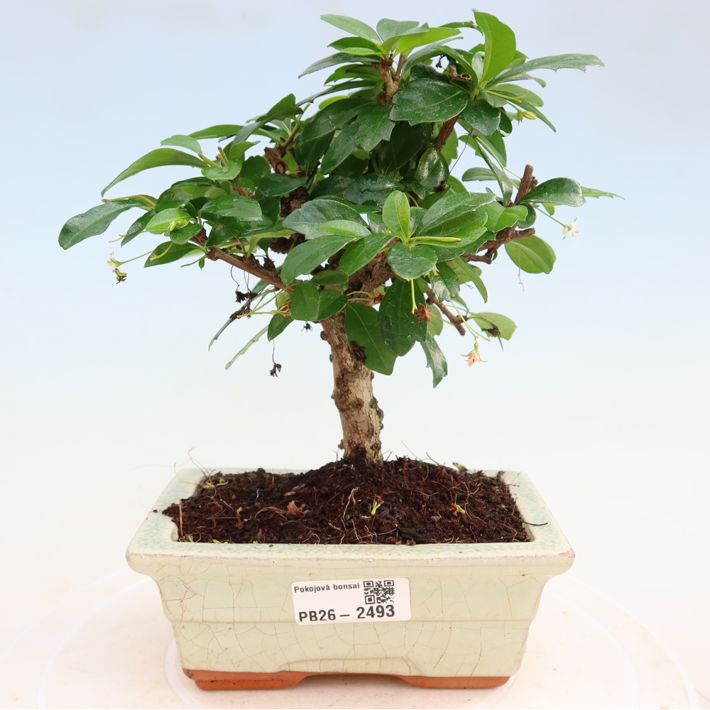 Izbové bonsaje - Carmona macrophylla - Tea fuki