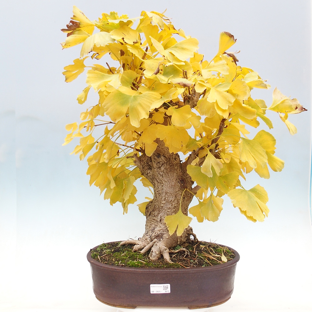 Vonkajší bonsai - Jinan dvojlaločný - Ginkgo biloba