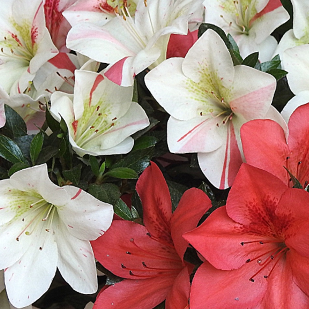 Vonkajšie bonsaje - Japonské azalky - Azalea Saishun