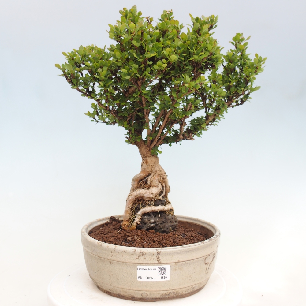 Vonkajšie bonsaje - Berberis coreana