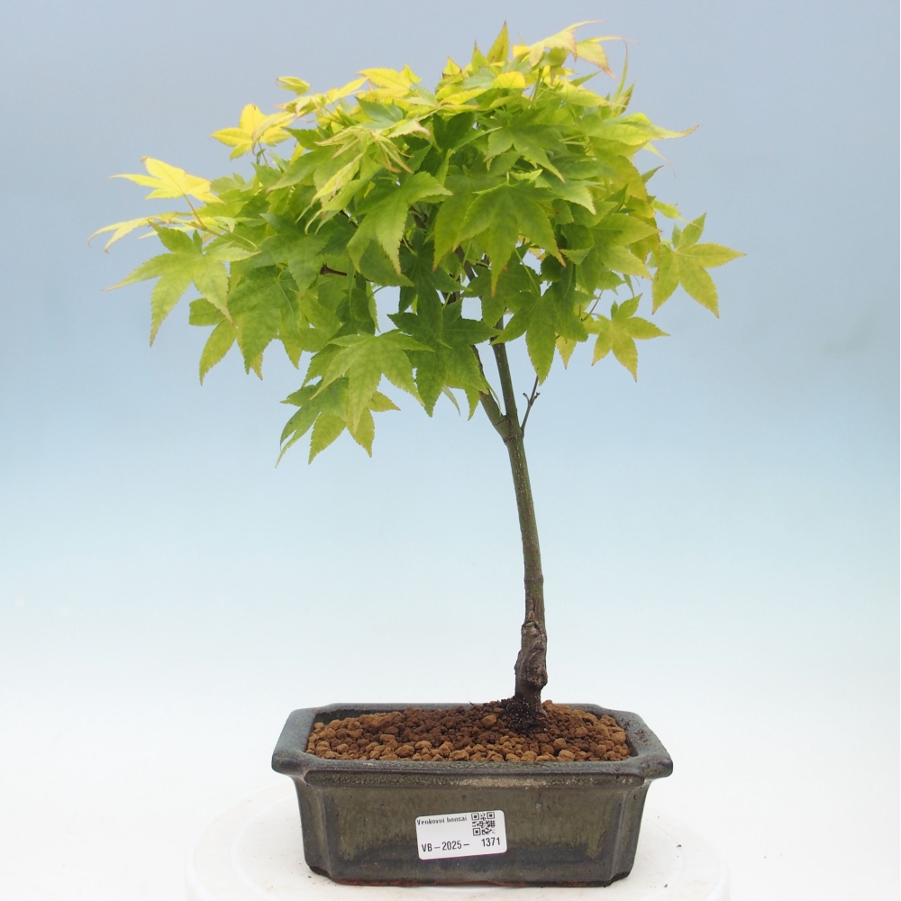 Acer palmatum Aureum - Javor dlanitolistý zlatý