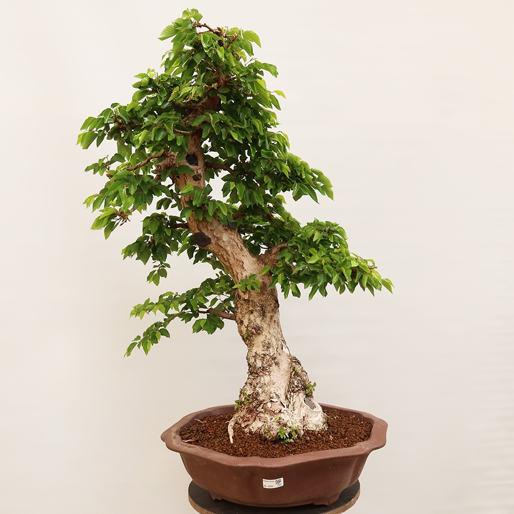 Vonkajší bonsai -Carpinus Coreana - Hrab kórejský