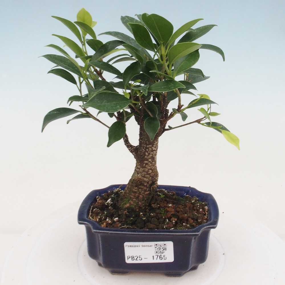 Izbová bonsai - Malolistý fikus - Ficus kimmen
