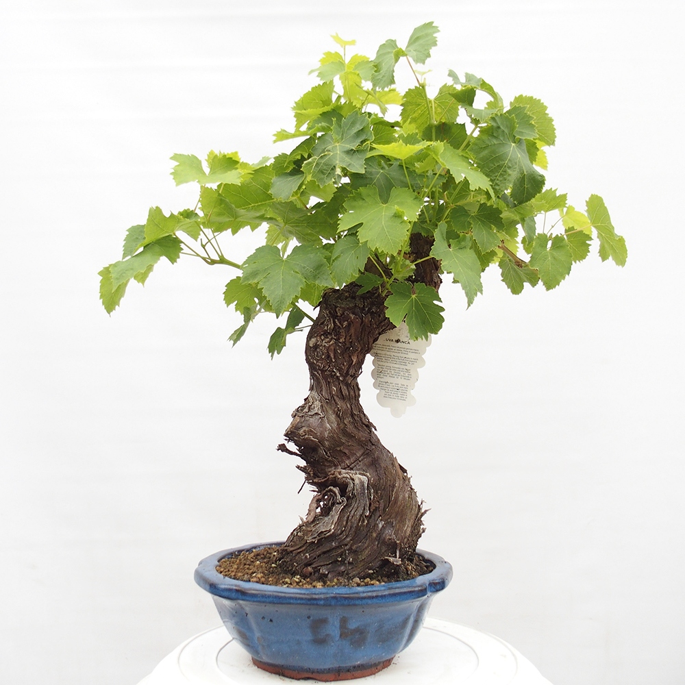 Vonkajší bonsai - Vitis vinnifera MUSKAT ITALIA  - Vínna réva