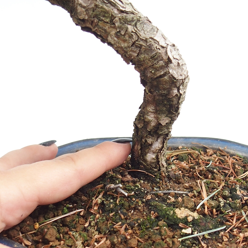 Vonkajšie bonsai - Pinus parviflora - Borovica drobnokvetá