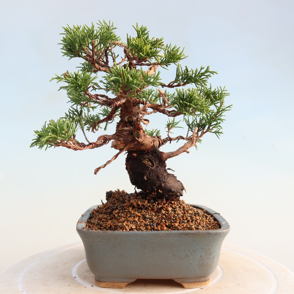 Vonkajší bonsai - Juniperus chinensis Itoigawa -Jalovec čínsky