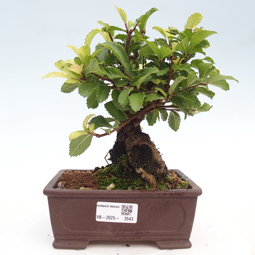 Vonkajšie bonsaje - Zelkova - Zelkova NIRE