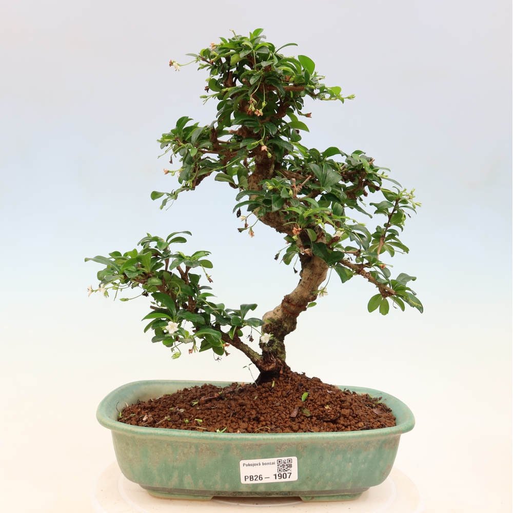 Izbové bonsaje - Carmona macrophylla - Tea fuki