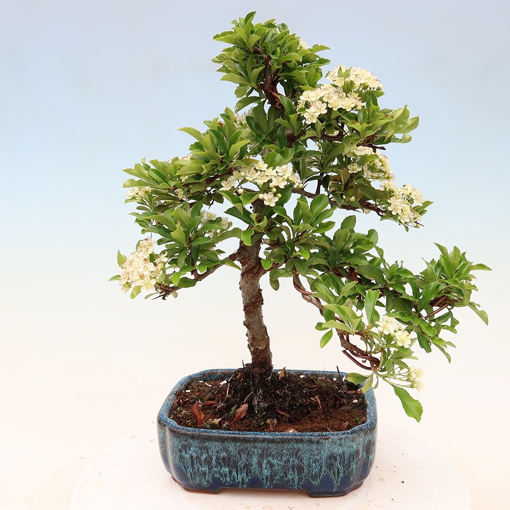 Vonkajší bonsai – Pyracantha teton – Hlohovec šarlátový