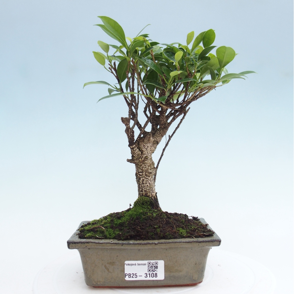 Izbová bonsai - Ficus retusa - malolistý fikus
