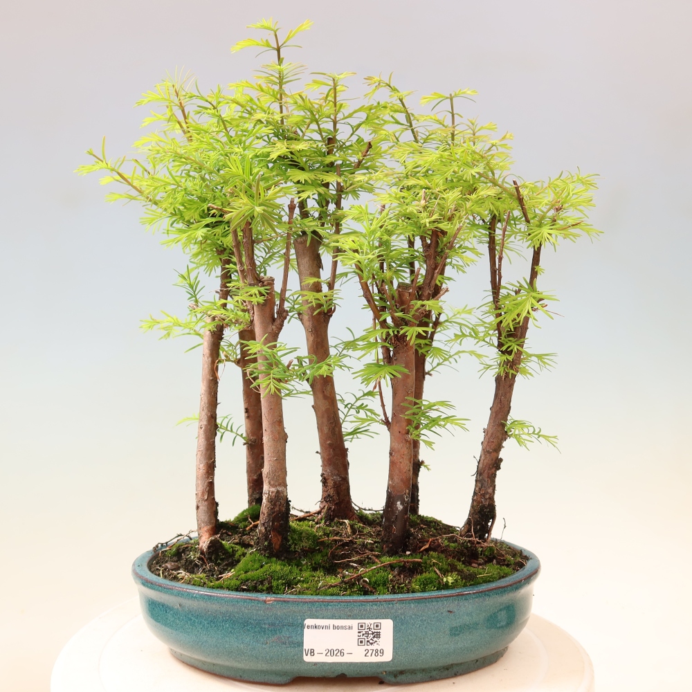 Vonkajší bonsai – Metasequoia glyptostroboides – čínska metasekvoja – hájik