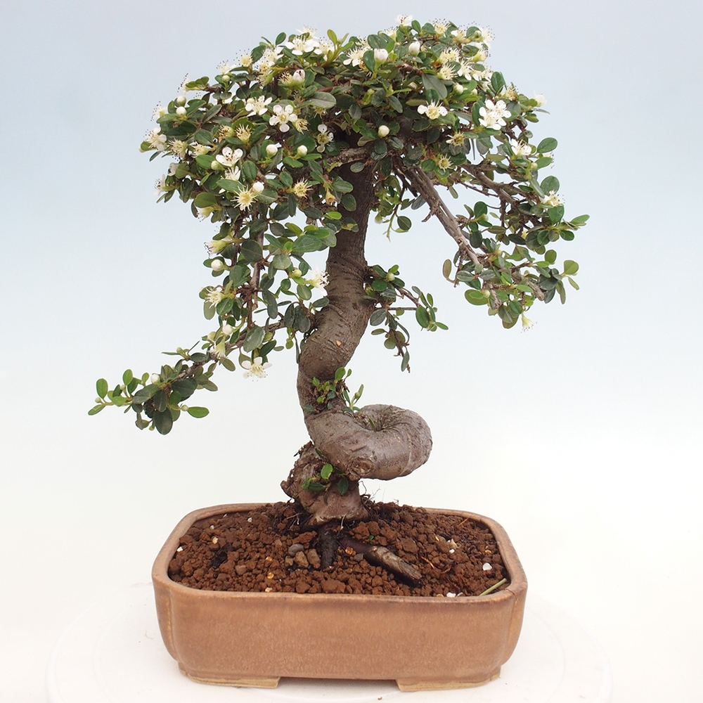 Vonkajší bonsai-Cotoneaster dammeri - Skalník Damerov