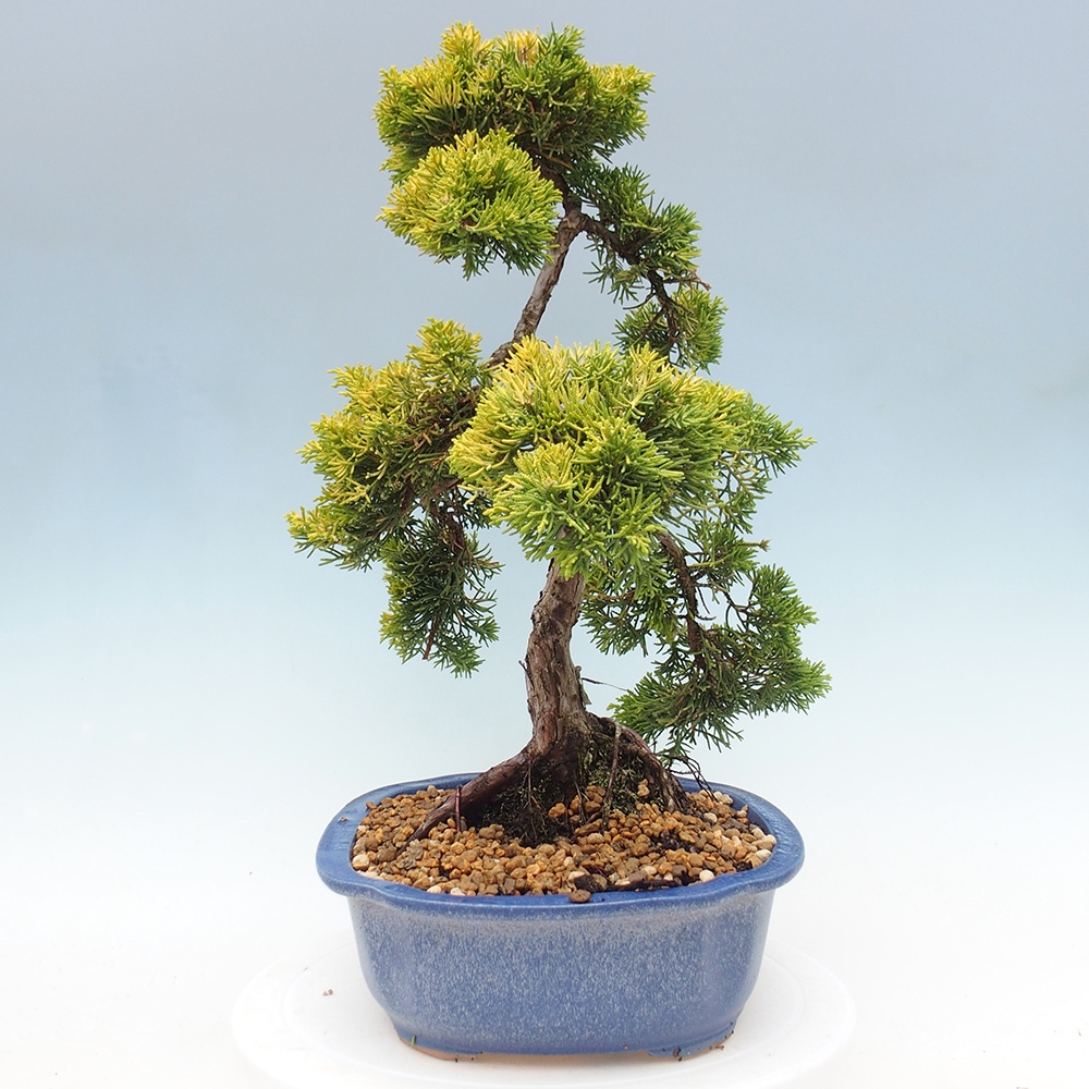 Vonkajší bonsai - Juniperus chinensis plumosa aurea - Borievka čínska zlatá
