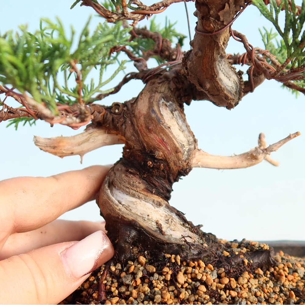 Vonkajší bonsai - Juniperus chinensis Itoigawa -Jalovec čínsky