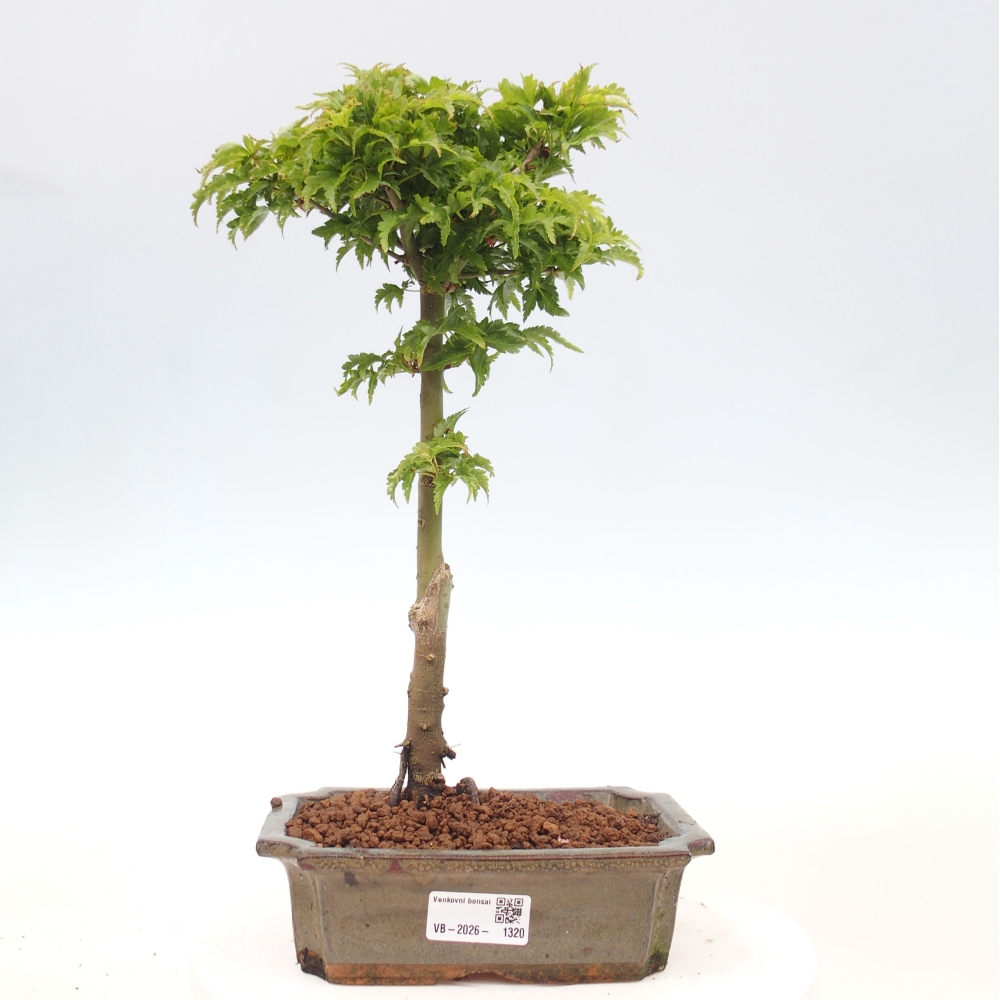 Vonkajšia bonsaj -Javorská palma Acer palmatum Shishigashira
