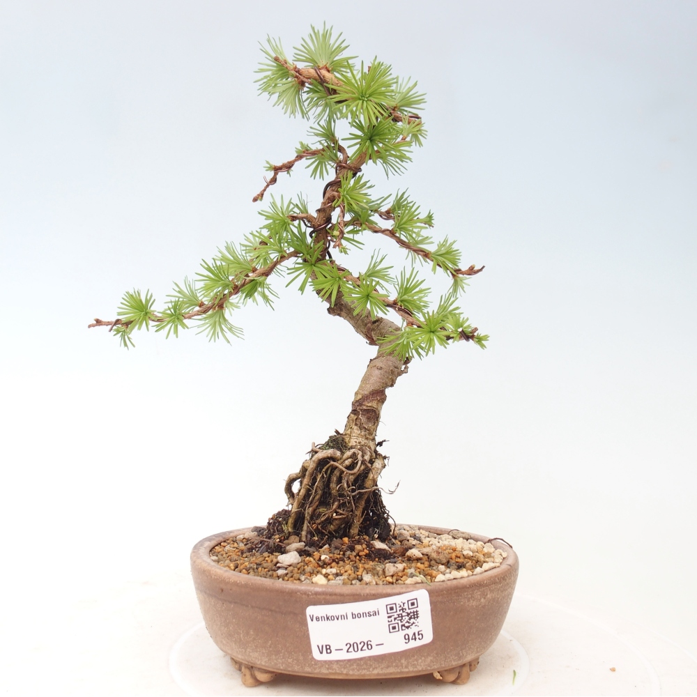 Vonkajšie bonsaje - Larix Kaempferi - Japonský smrekovec