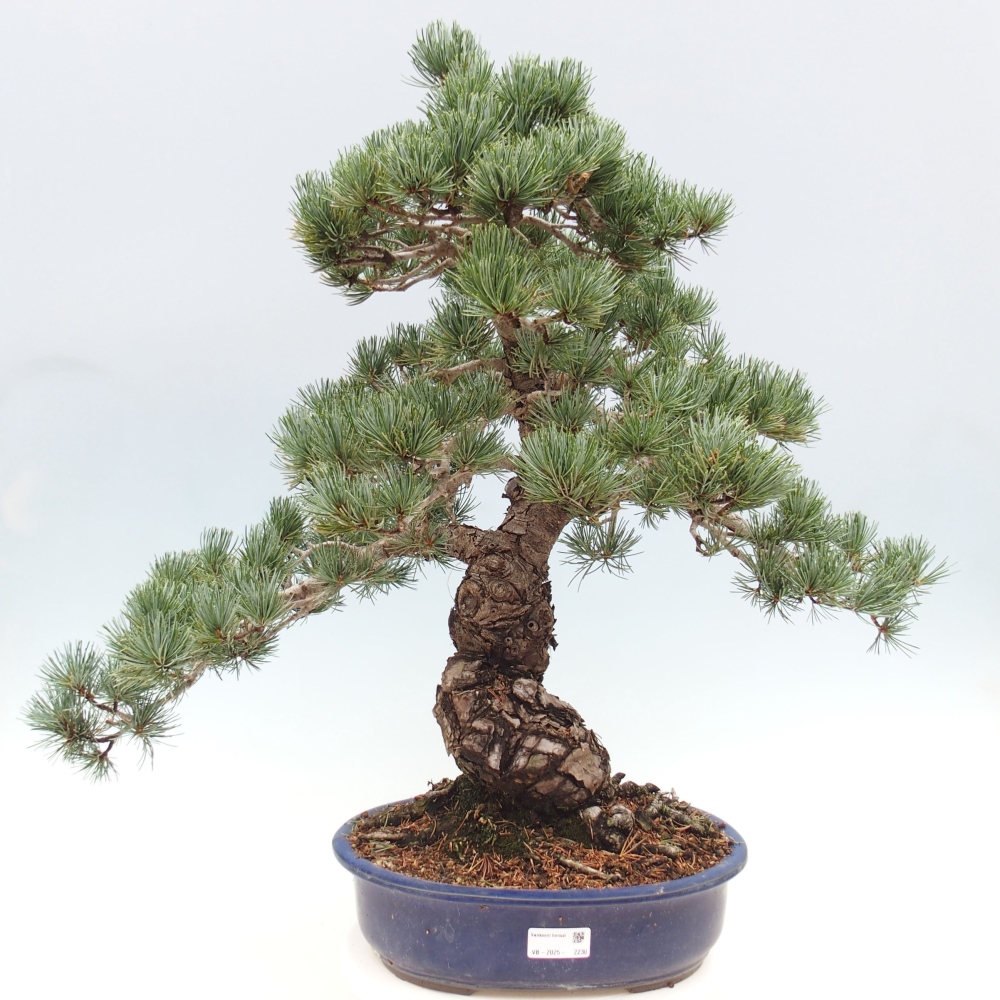 Vonkajšie bonsai - Pinus parviflora - Borovica drobnokvetá