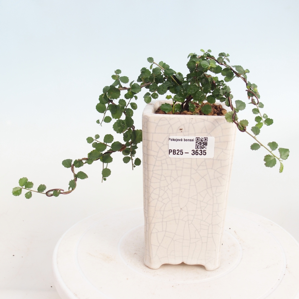 Izbový bonsaj - Grewia sp. - Grewia malafolia