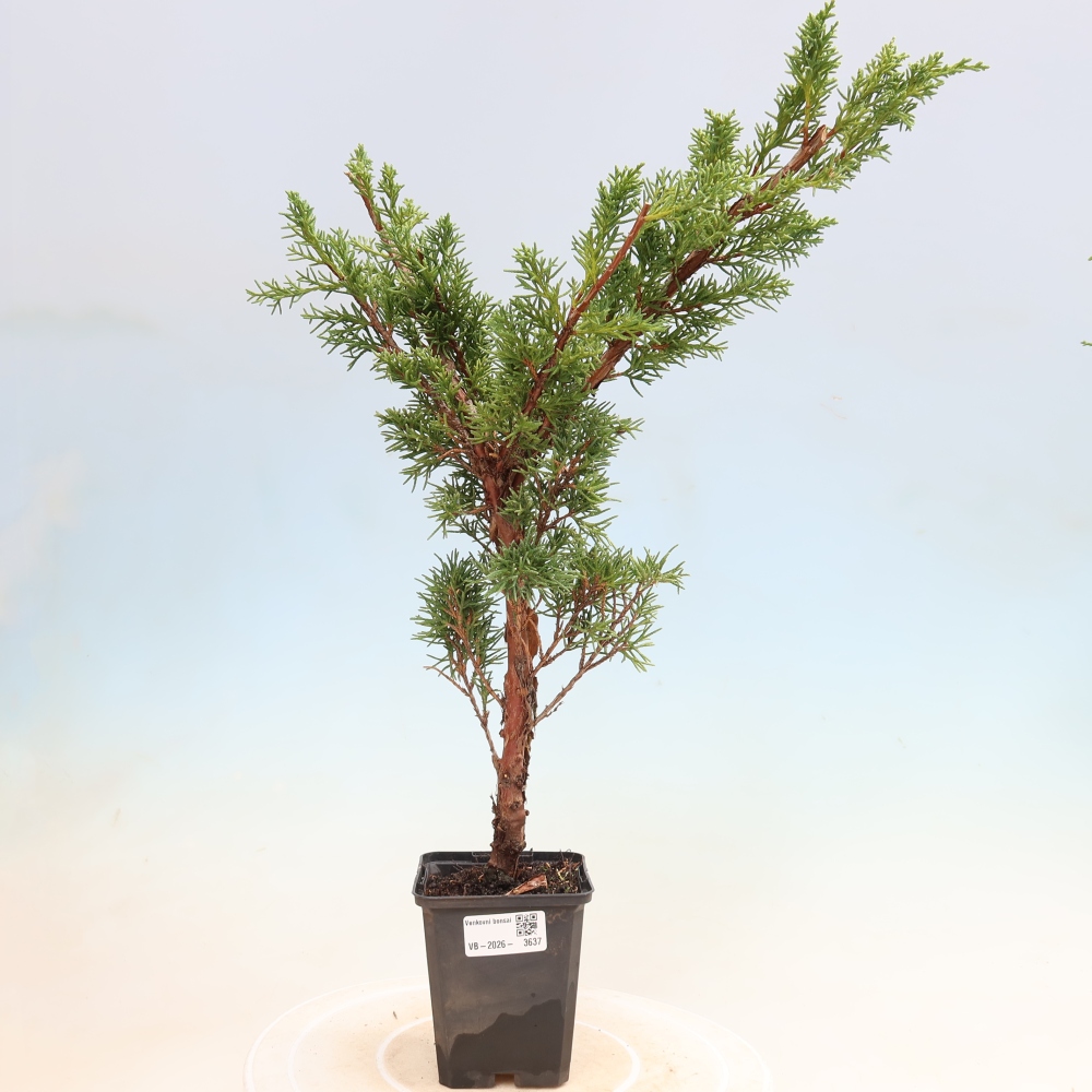 Vonkajší bonsaj - Juniperus chinensis Kishu