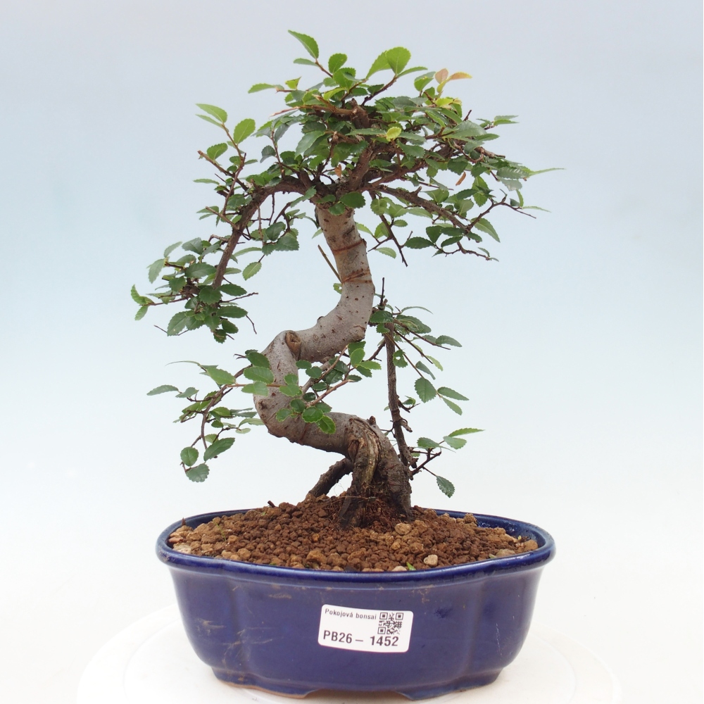 Izbový bonsaj - Ulmus parvifolia - brest malolistý