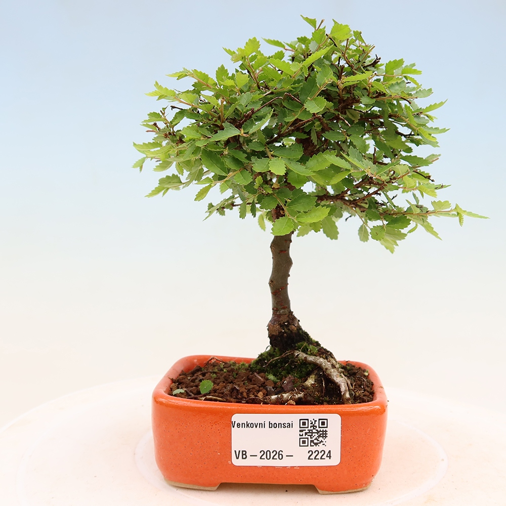Vonkajší bonsai – Ulmus parvifolia Sagei – javor malolistý