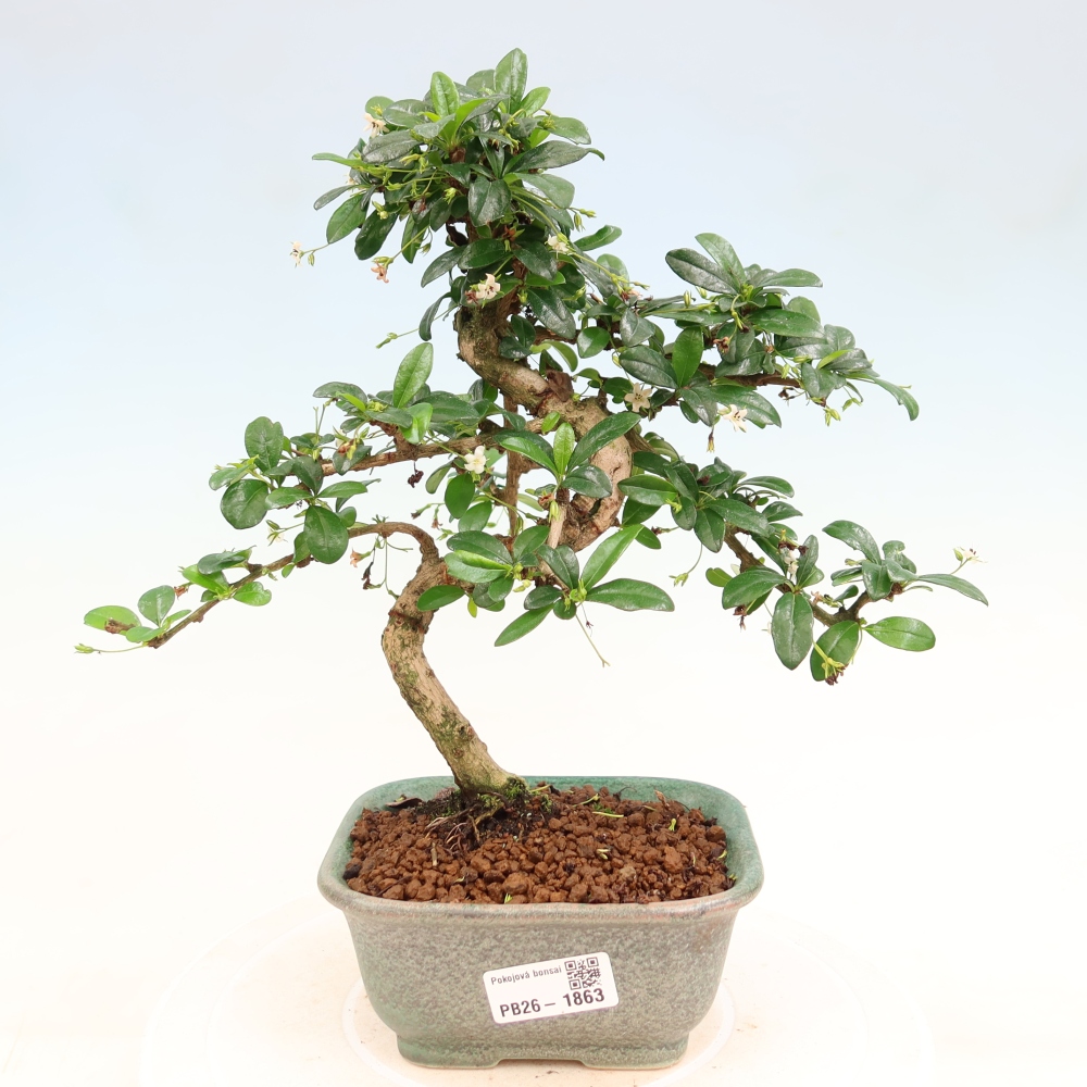 Izbové bonsaje - Carmona macrophylla - Tea fuki