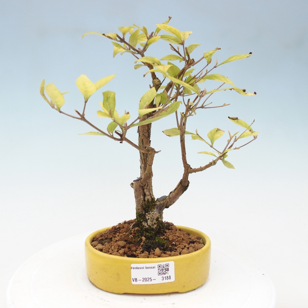 Vonkajšia bonsai - krásnoplodka - Callicarpa jap. Leucocarpa