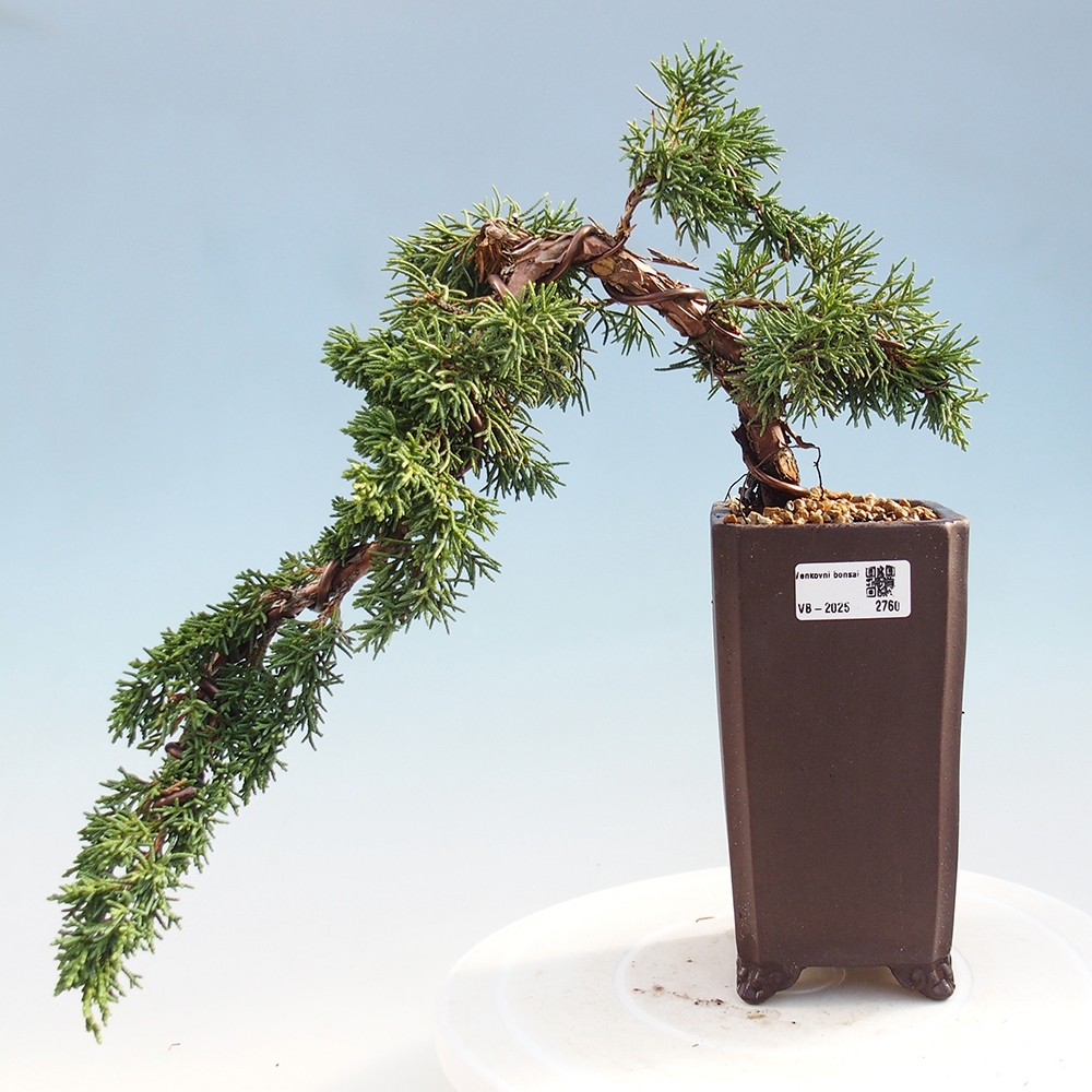 Vonkajší bonsai - Juniperus chinensis Kishu -Jalovec čínsky