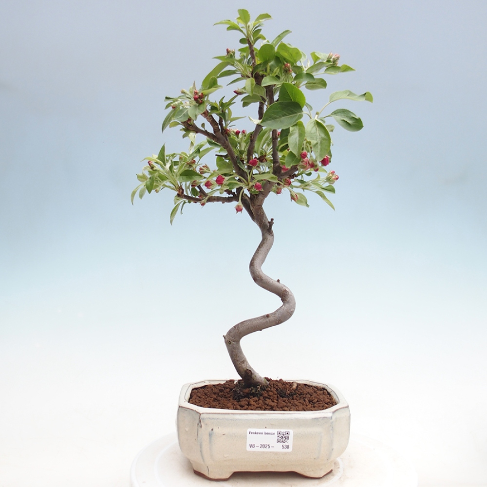 Vonkajší bonsai -Malus halliana - Maloplodá jabloň