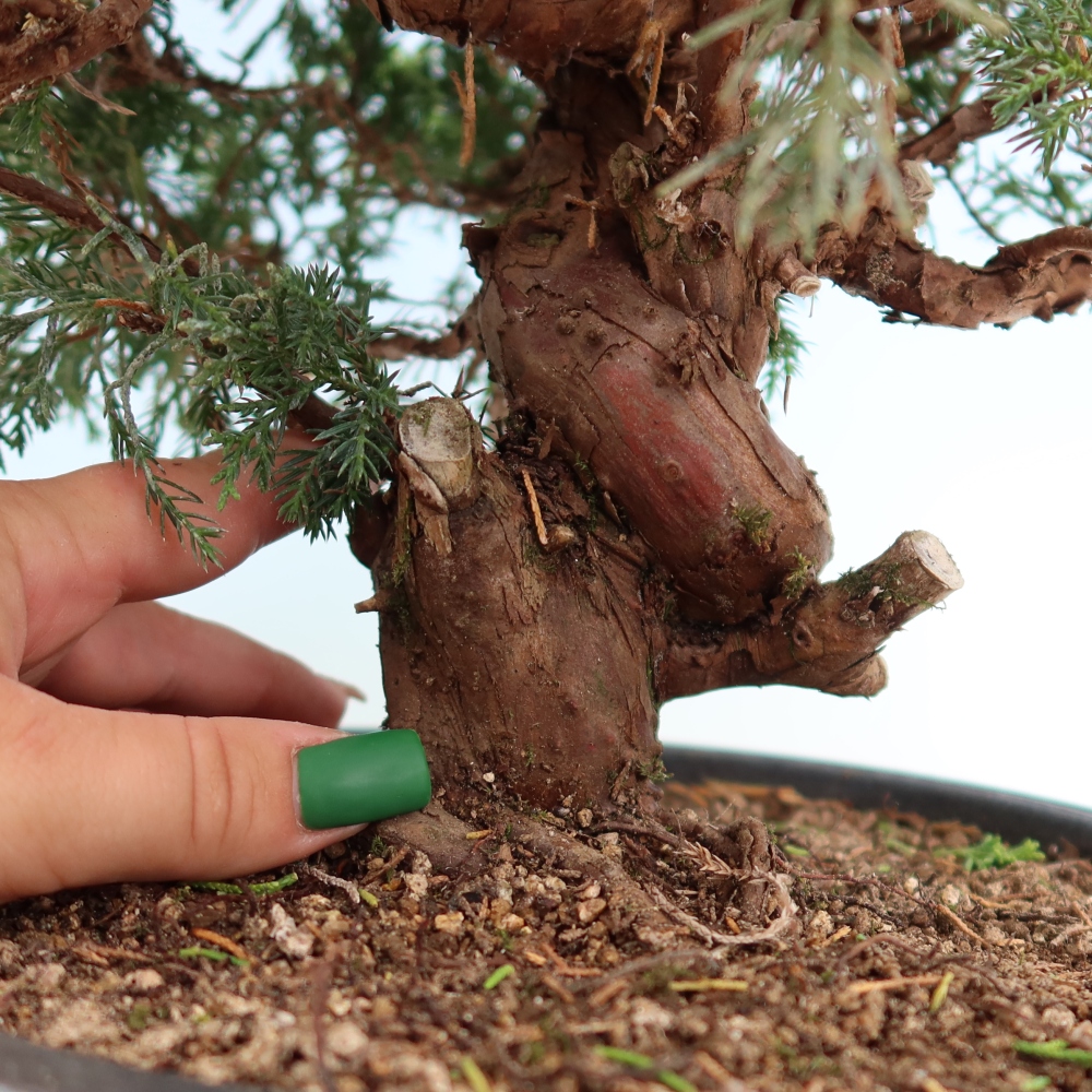 Vonkajší bonsai – Juniperus chinensis Itoigawa – čínsky jalovec