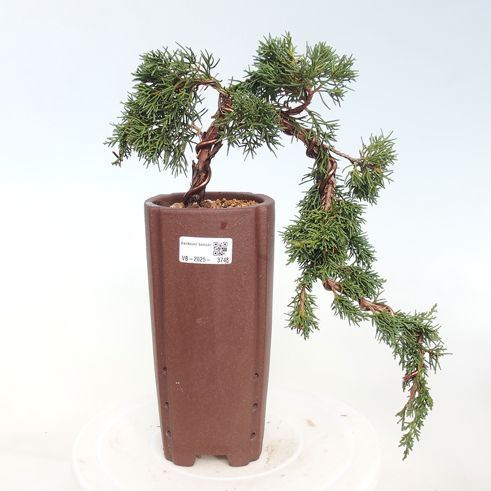 Vonkajší bonsaj - Juniperus chinensis Kishu