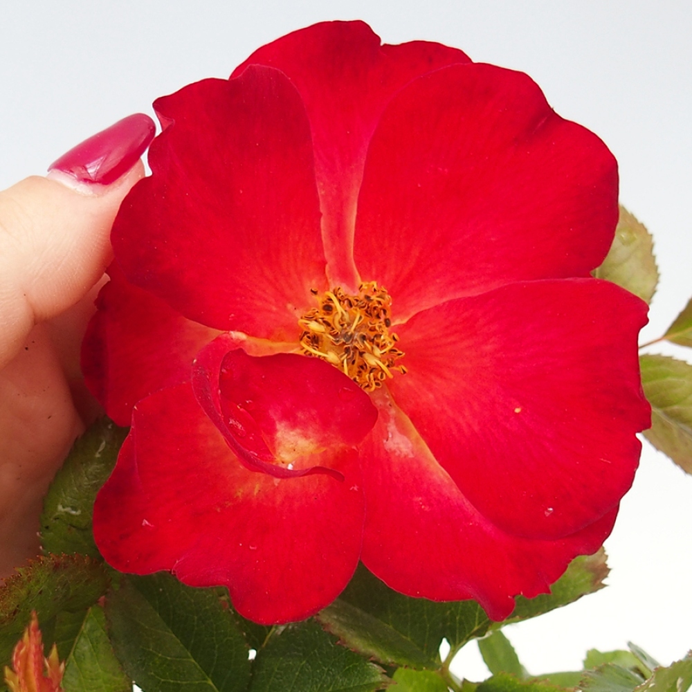 Vonkajší bonsai - Rosa Kordes - ruža