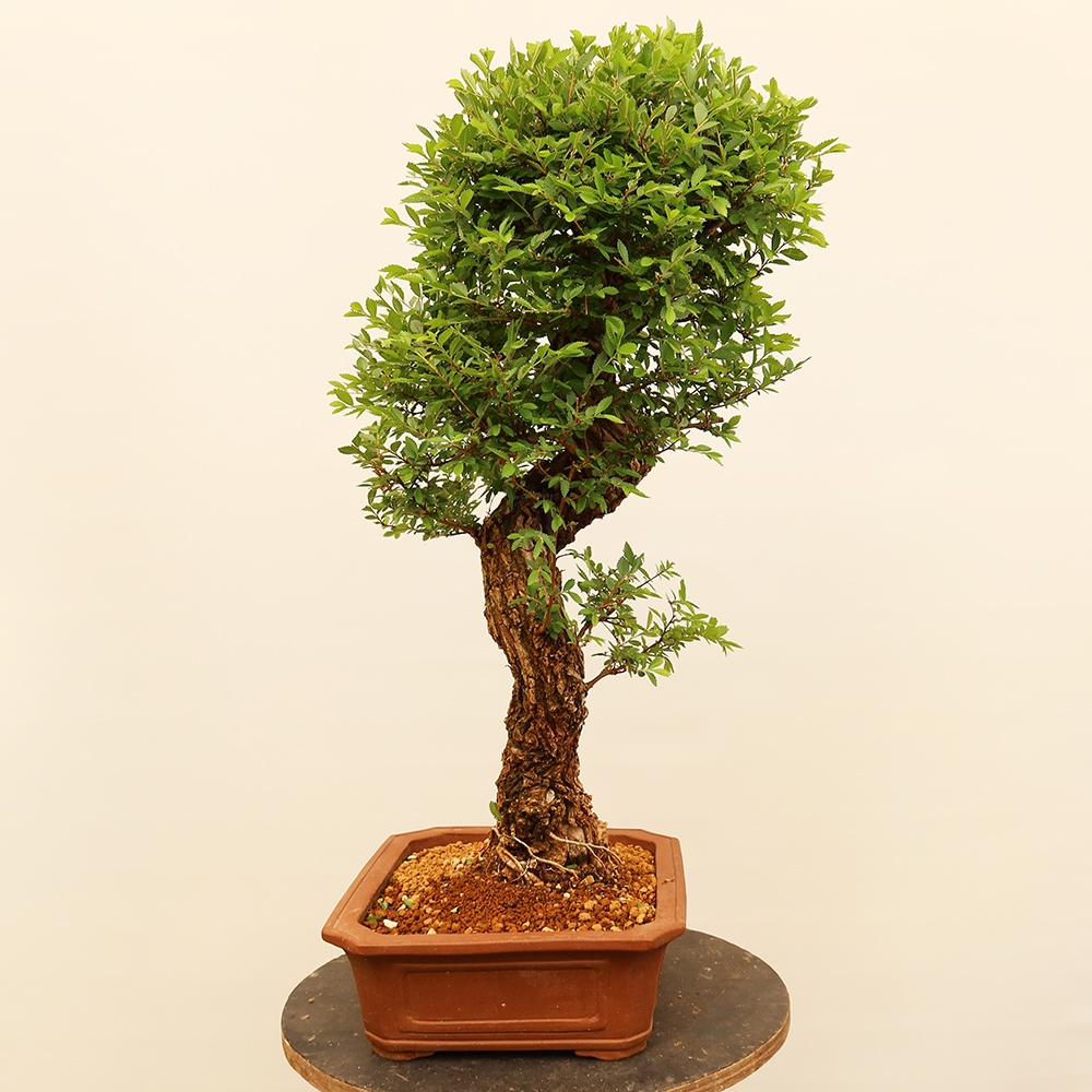 Vonkajšie bonsai - Zelkova - Zelkova NIRE