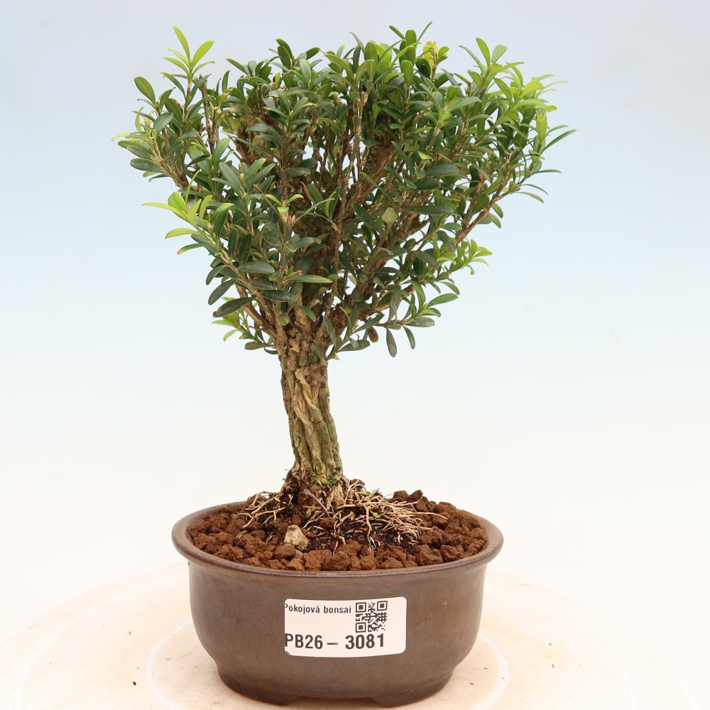 Izbové bonsaje - Buxus harlandii - korkový buxus