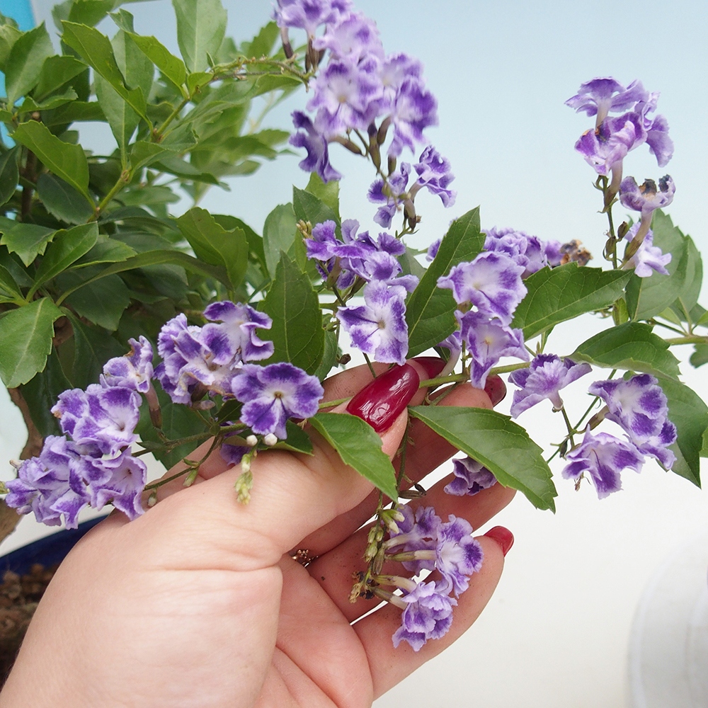 Izbové bonsaje - Duranta repens -Duranta