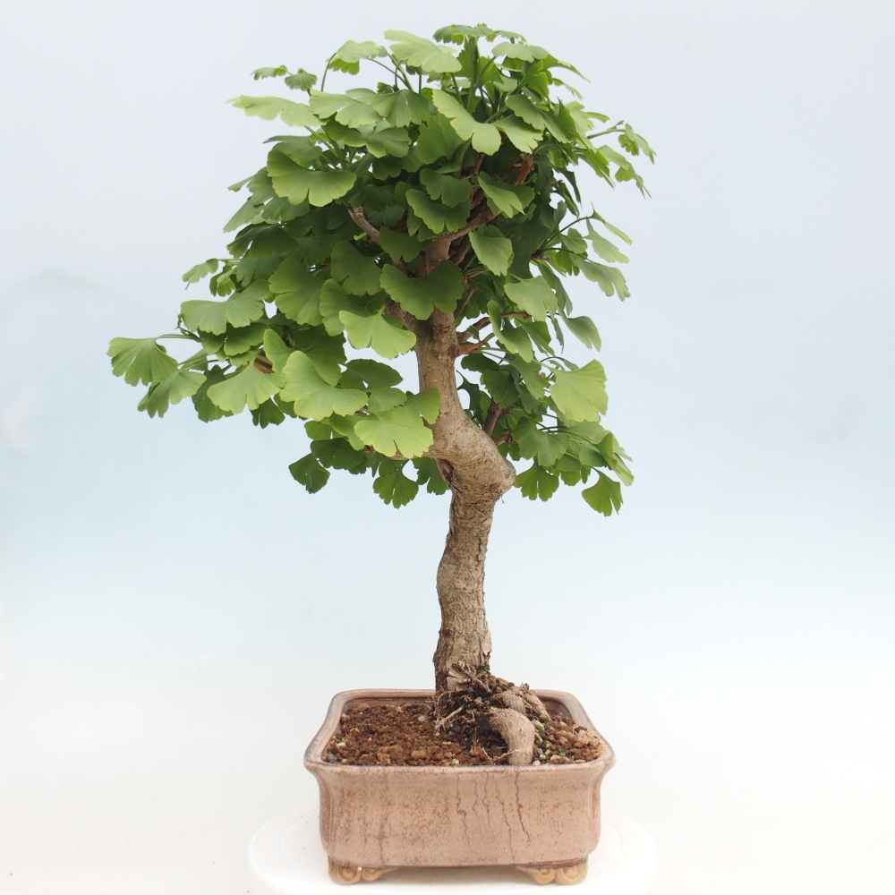 Vonkajšie bonsaje - Ginkgo biloba - Ginkgo biloba