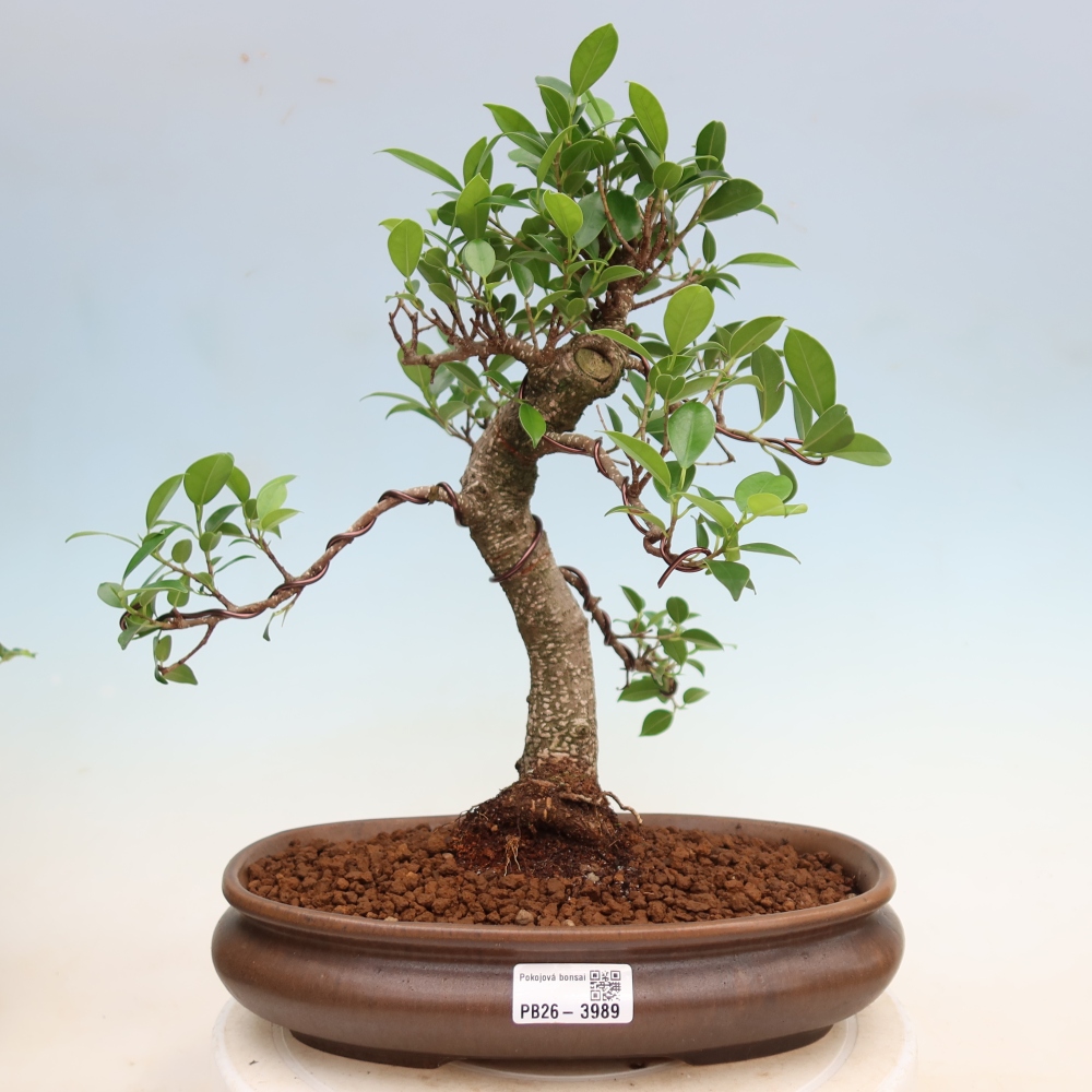 Izbové bonsaje - Ficus kimmen - drobnolistý fikus