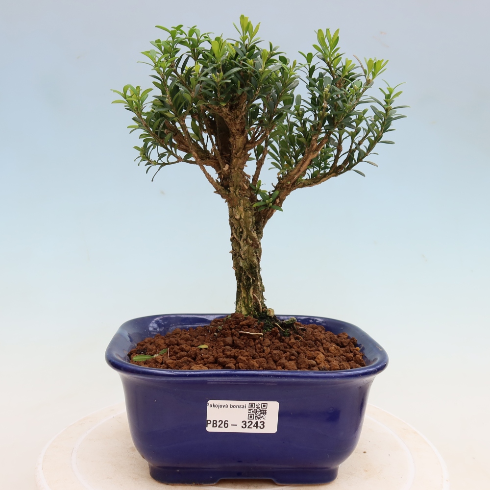 Izbové bonsaje - Buxus harlandii - korkový buxus