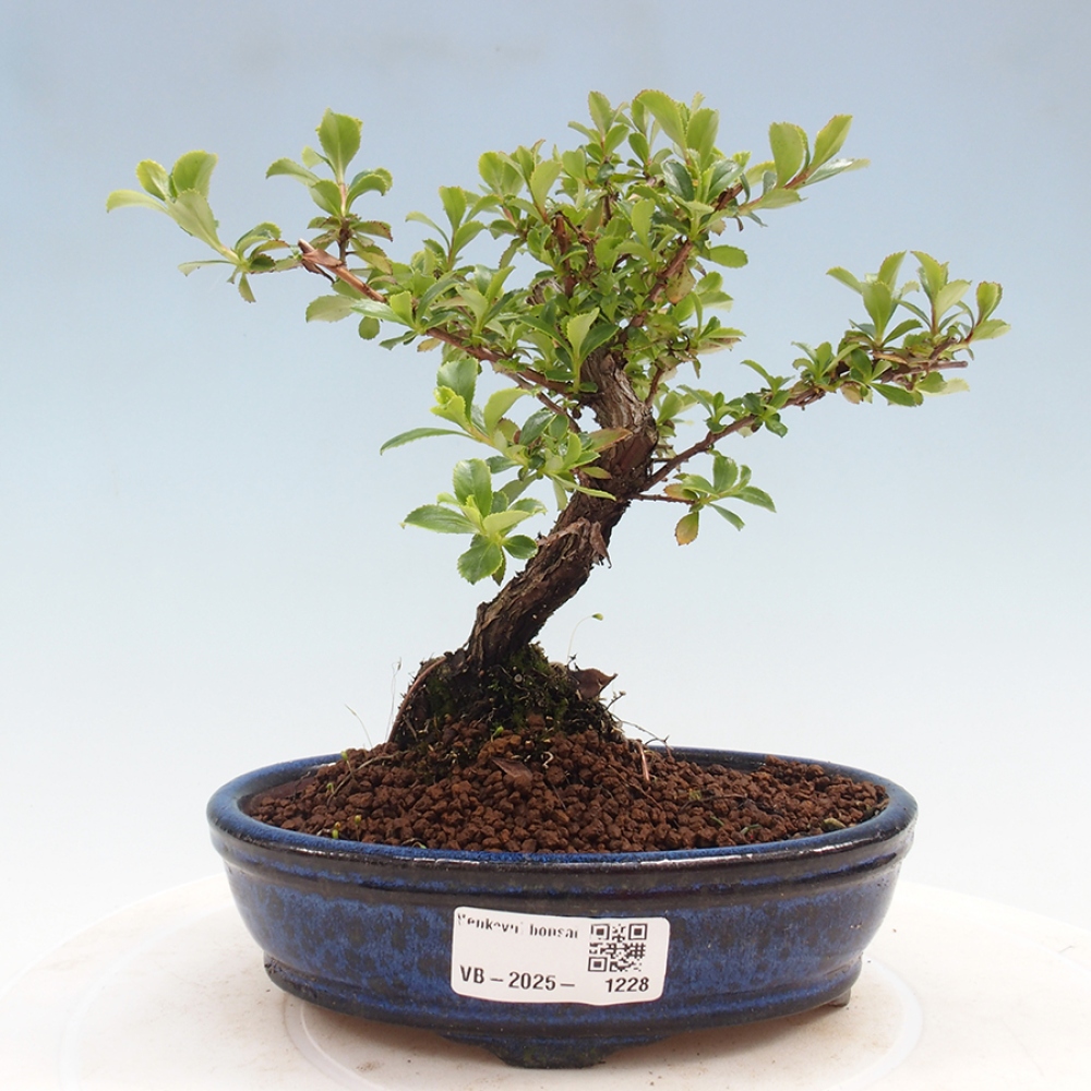 Vonkajší bonsai - Escallonia 'Dart's Rosy Red' - Zábluda