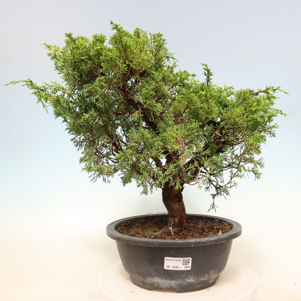 Vonkajší bonsai – Juniperus chinensis Itoigawa – čínsky jalovec
