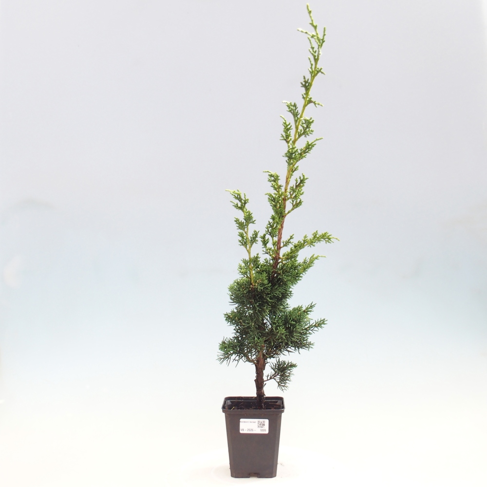 Vonkajší bonsaj - Juniperus chinensis Kishu