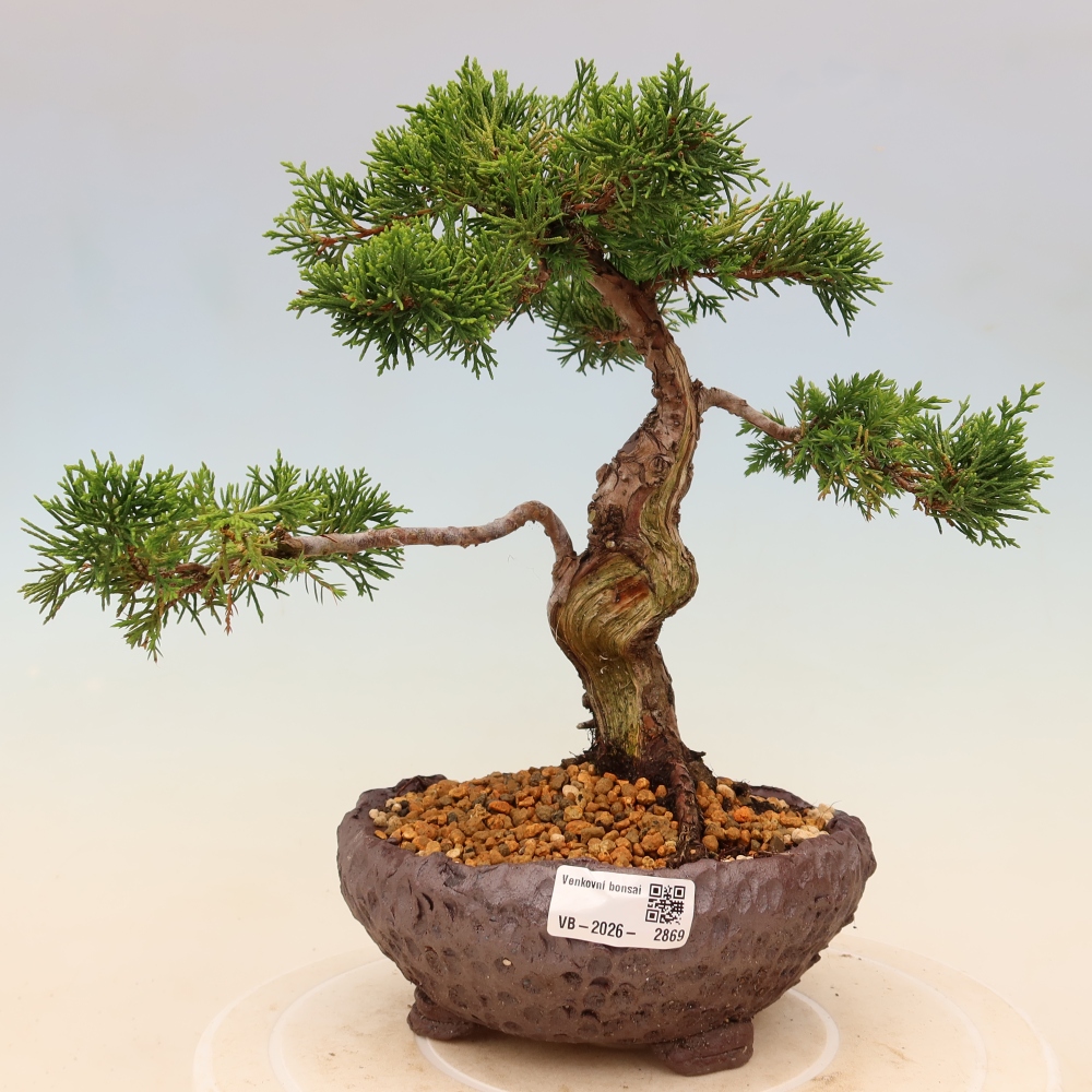 Vonkajší bonsaj - Juniperus chinensis Itoigawa