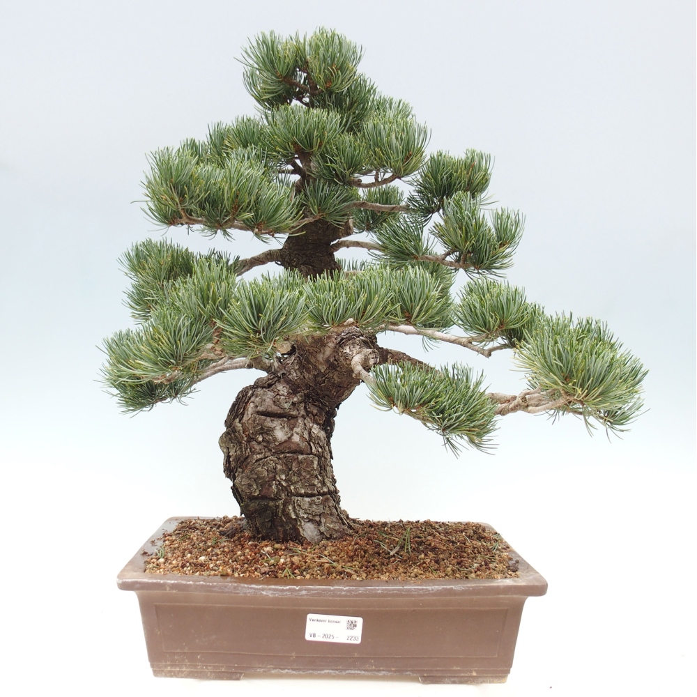 Vonkajšie bonsai - Pinus parviflora - Borovica drobnokvetá