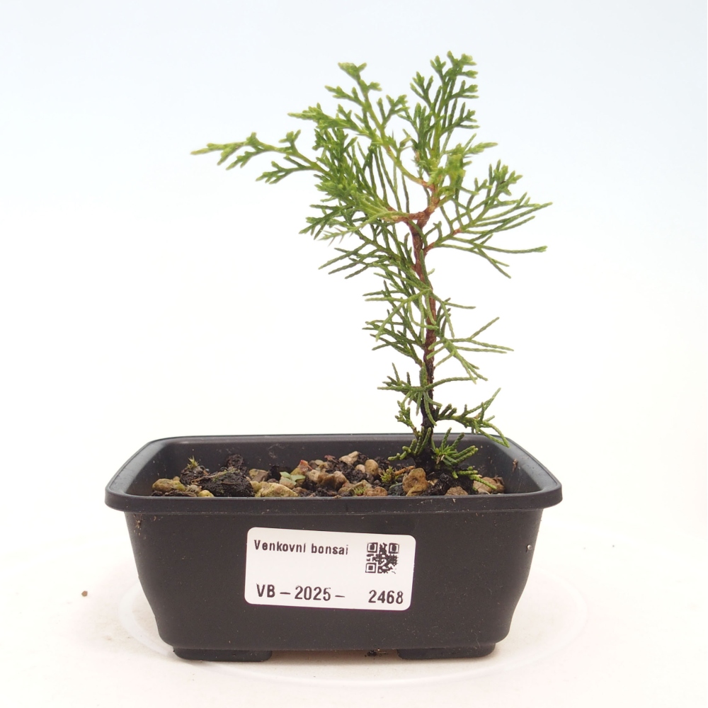 Vonkajší bonsai - Juniperus chinensis Itoigawa -Jalovec čínsky