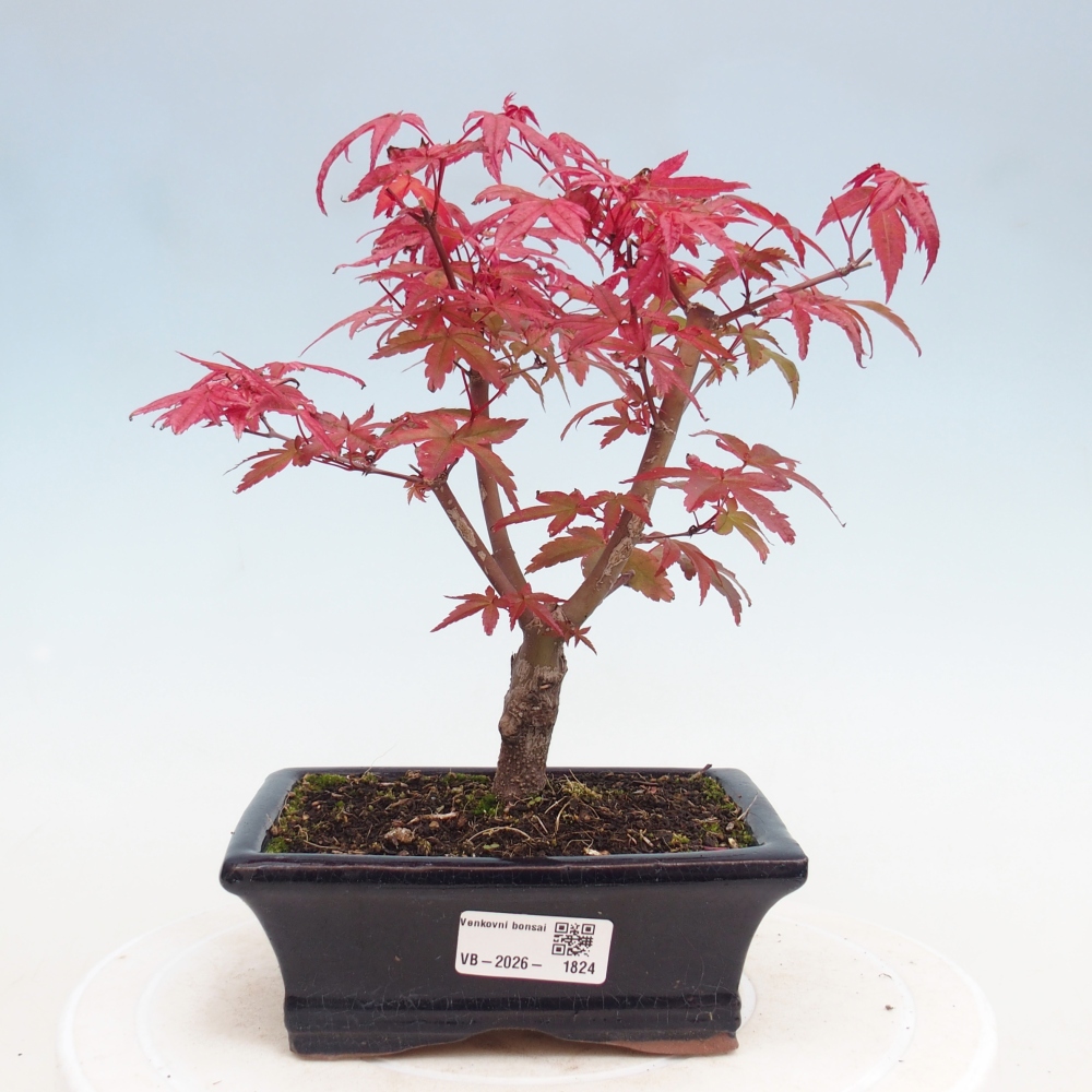 Vonkajší bonsaj - Acer palmatum DESHOJO