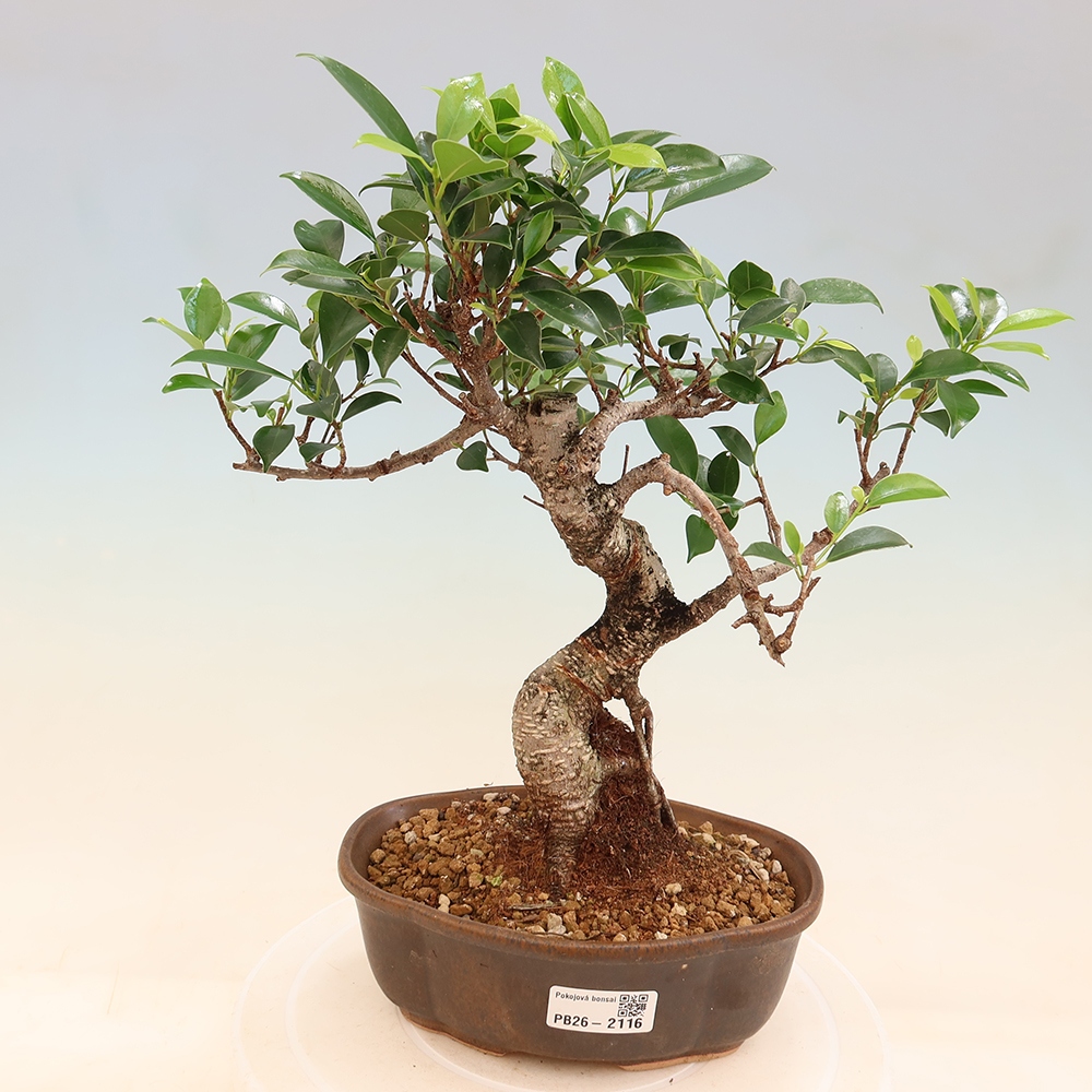 Izbový bonsaj - Ficus retusa - drobnolistý fikus