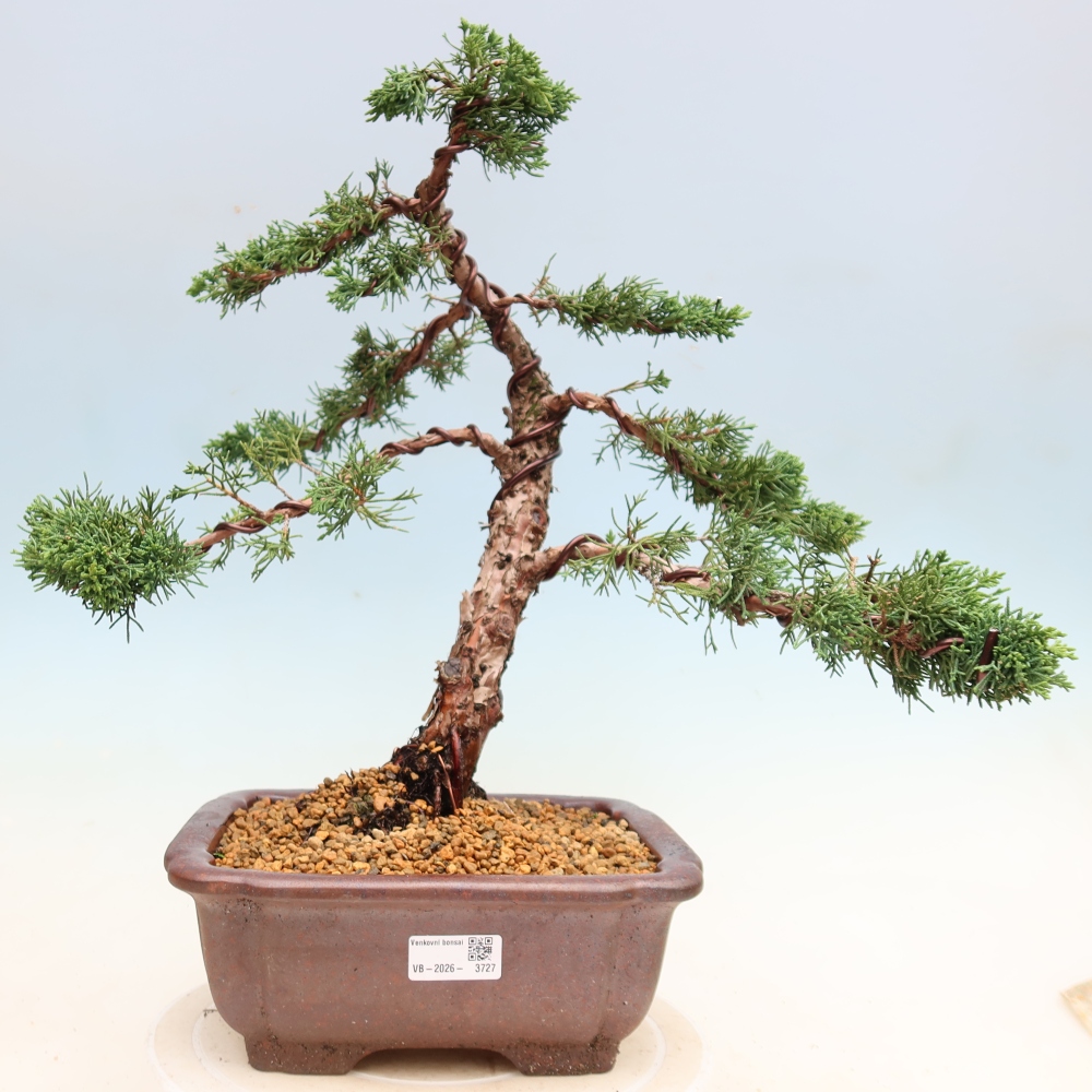 Vonkajší bonsaj - Juniperus chinensis Kishu