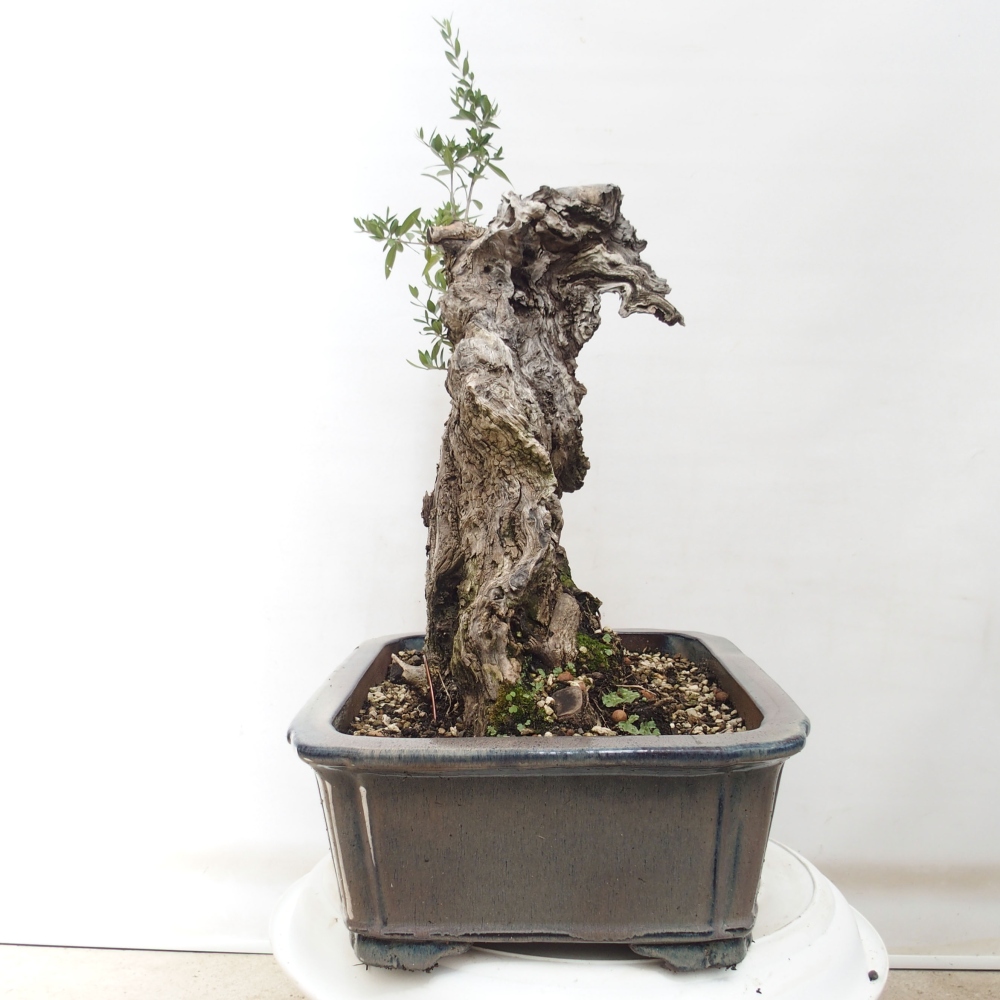 Izbová bonsai - Olea europaea sylvestris -Oliva evropská drobnolistá