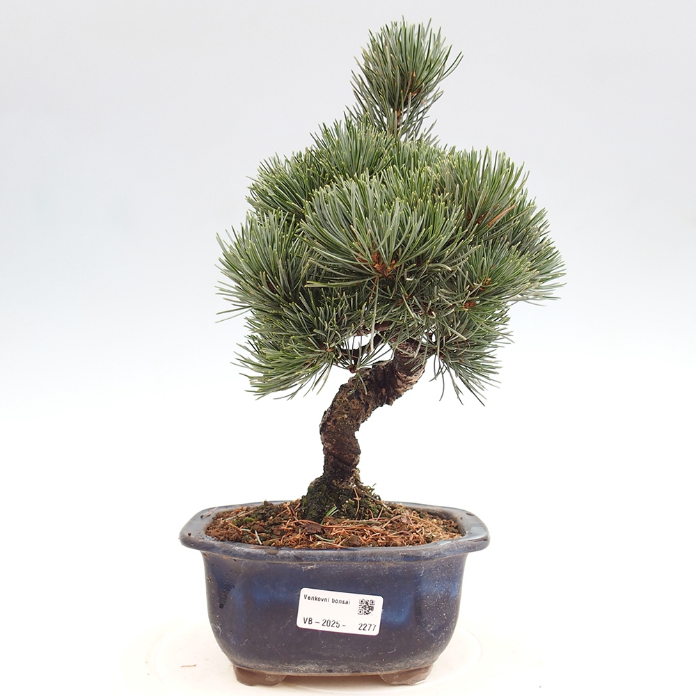 Vonkajšie bonsai - Pinus parviflora - Borovica drobnokvetá